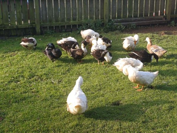 Farmyard ducks and drakes forsale - Main image