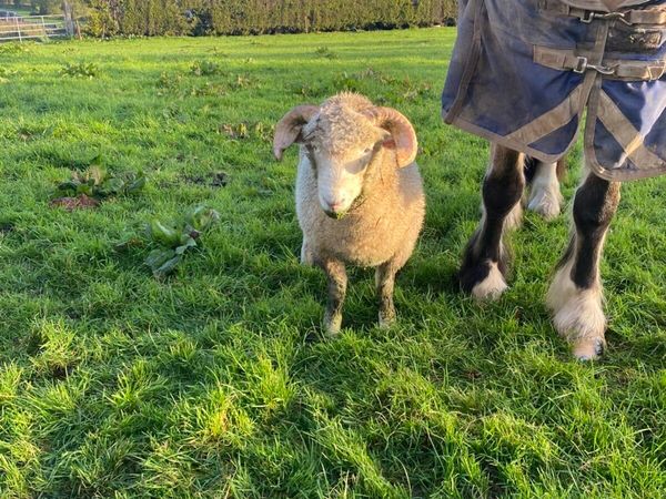 Pedigree non registered horned Dorset Ram lamb - Main image