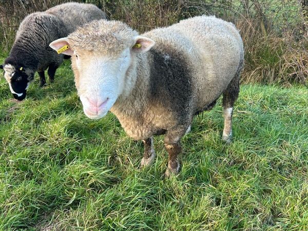 Rams - Main image