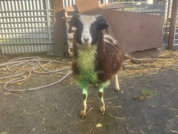 Pbnr Jacob ram lamb - Main image