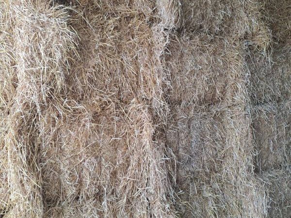 STRAW - Main image