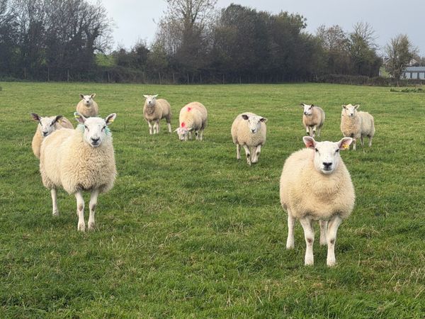 Ewe Lambs - Main image