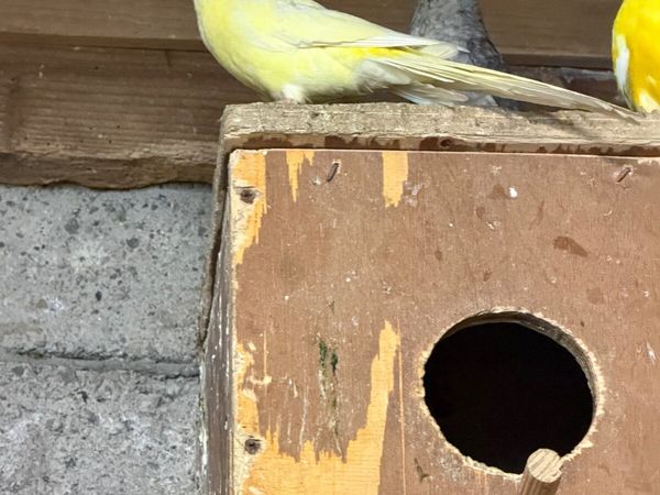Birds - Main image