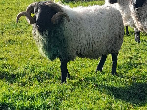 Mountain hogget ram - Main image