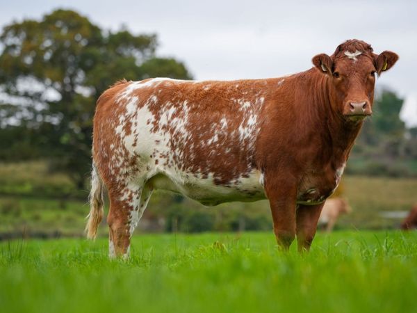 ⭐️CRAWFORD BROS ANNUAL INCALF HEIFER SALE 2026 ⭐️ - Main image