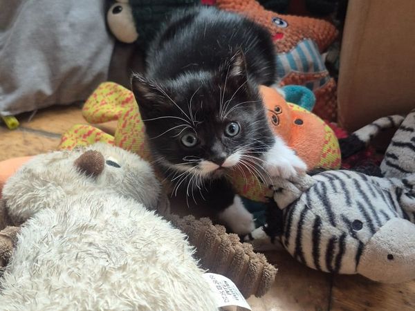 3 adorable, well-socialised kitten - Main image