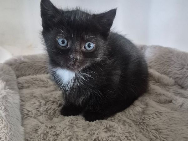 Adorable, well-socialised kitten (1 female left) - Main image