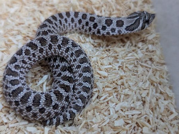Western Hognose Snake - Main image
