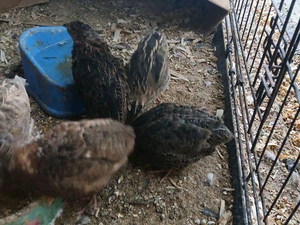 6 Quail females - Main image
