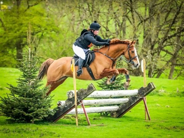 Sport Horse / Hunter - Main image