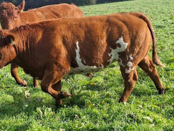 Springers for sale - Main image