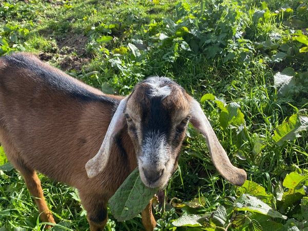 Nubian goat Buckling - Main image