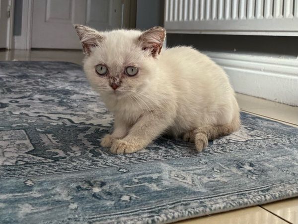 British shorthair kittens - Main image