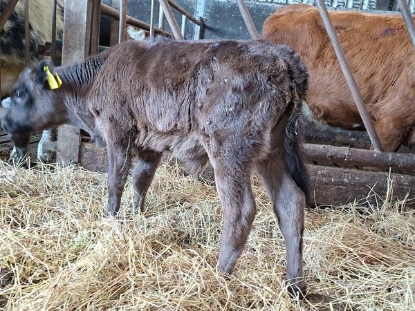 Angus Bull Calf - Main image