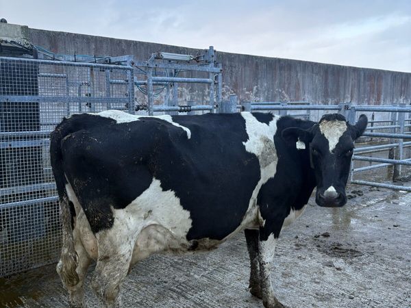 15 Empty dairy cows - Main image