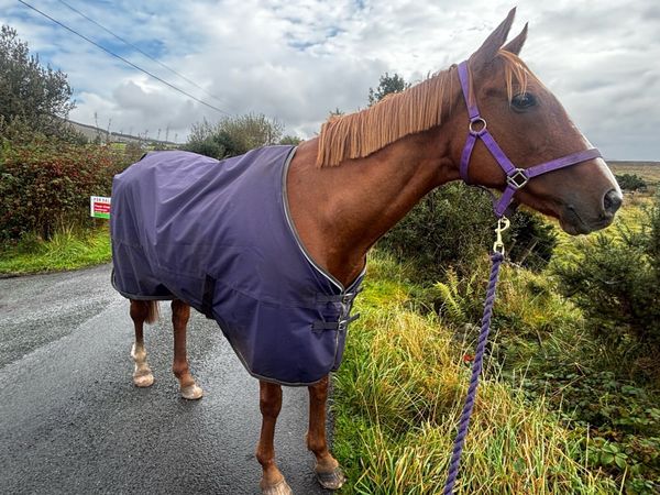 Thoroughbred Mare - Main image