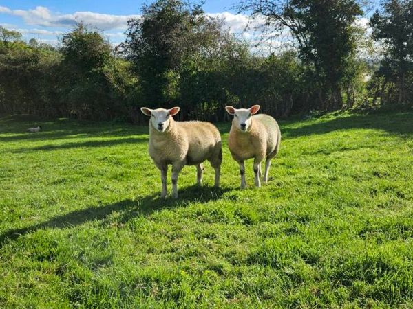 Top Quality Ewe lambs - Main image