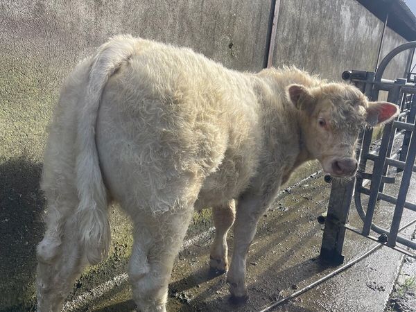 PBR CHAROLAIS WEANLING BULL - Main image