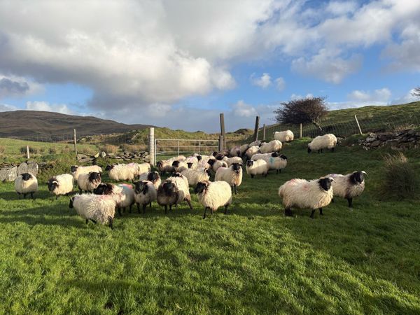 Mayo Blackface Ewe Lambs - Main image