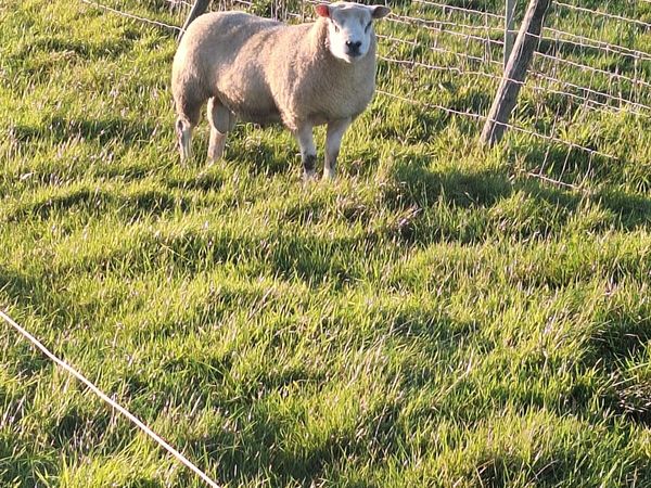 Texel Hogget Rams - Main image