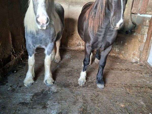 2 Cob Fillies - Main image
