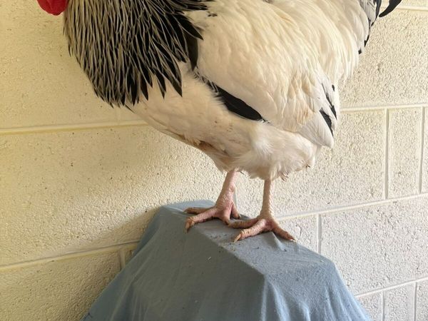 Purebred Poultry - Main image