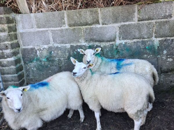 Hoggets - Main image