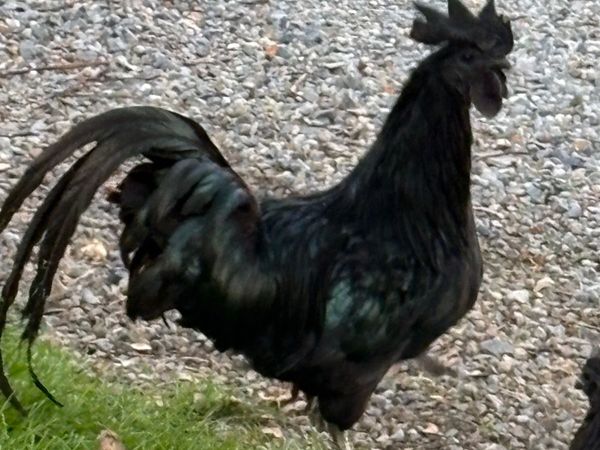 Ayam Cemani rooster and hen pair - Main image