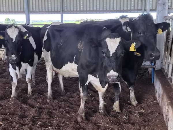 Cows - Main image