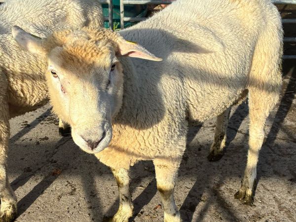 Galway Rams sis approved - Main image