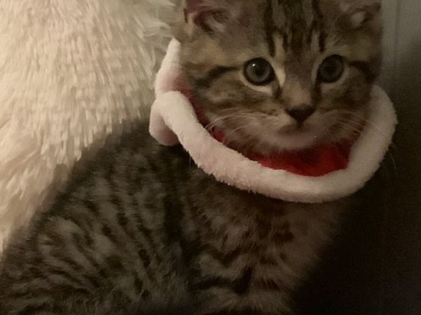 1 year old taby boy cat looking for new home - Main image