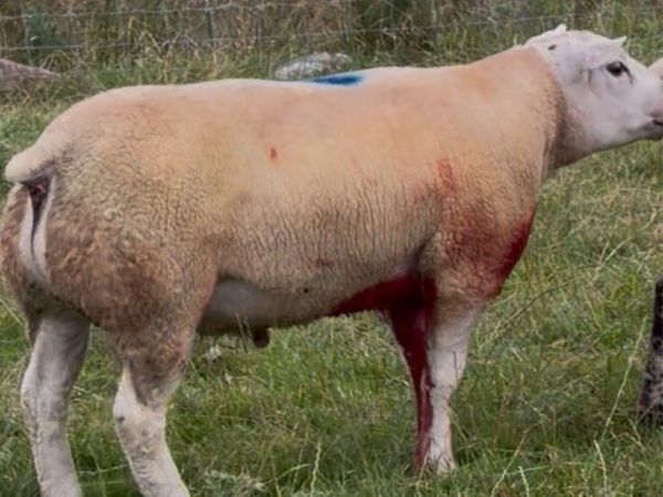 Texel beltex cross Ram - Main image