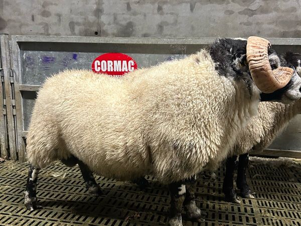 Lanark rams - Main image
