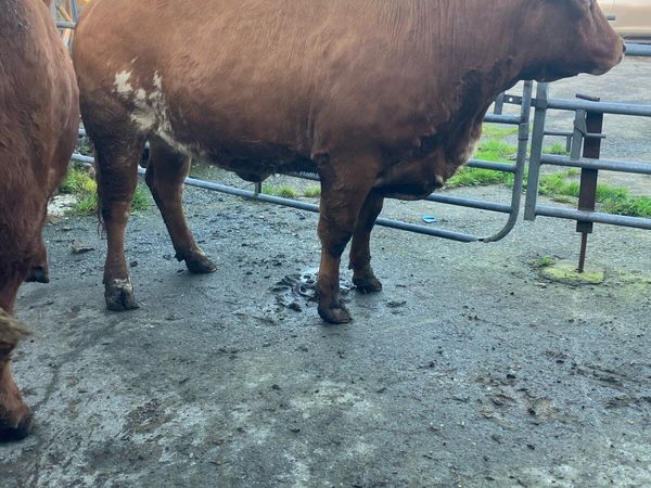 Incalf Heifers for sale - Main image