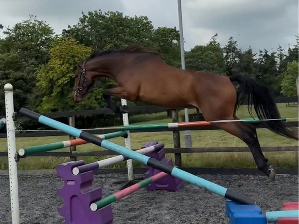 3yo Gelding by Castlefield Future - Main image