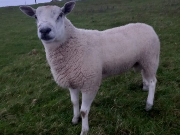 2 Aberfield Hogget Rams - Main image
