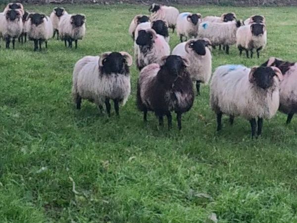 Ram lambs - Main image