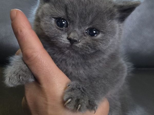 British shorthair kittens - Main image