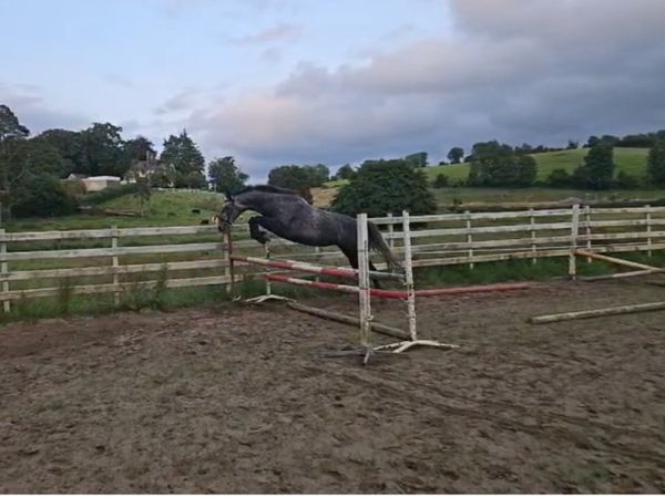 Super 5yo 16hh mare - cec sale November - Main image