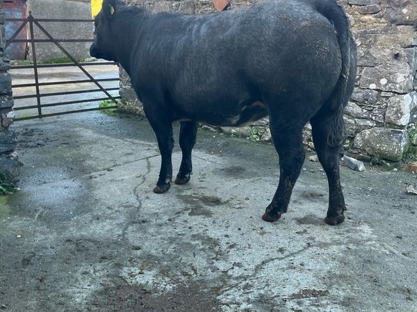 In calf Heifer - Main image