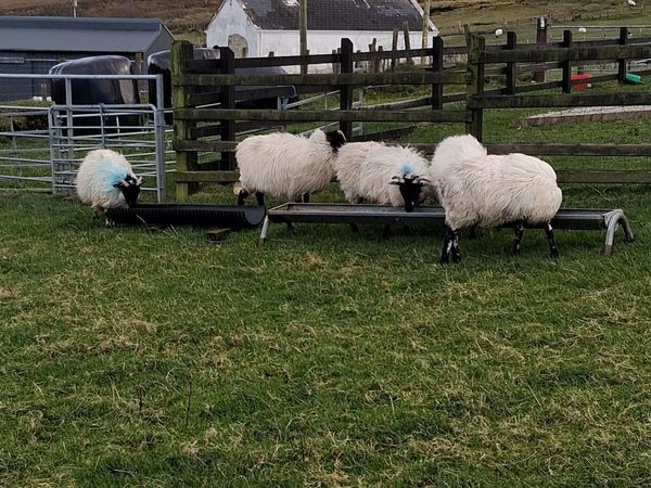 5  Blackface Mountain ewe Lambs - Main image