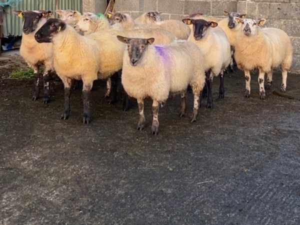 🔥 suftex ewe lambs 🔥 - Main image