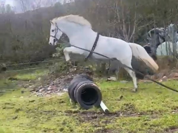 3 year old Connemara Gelding - Main image