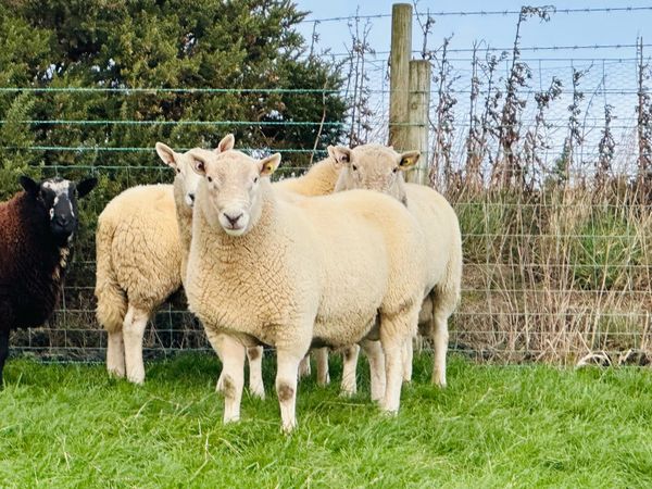 Cheviot Rams - Main image