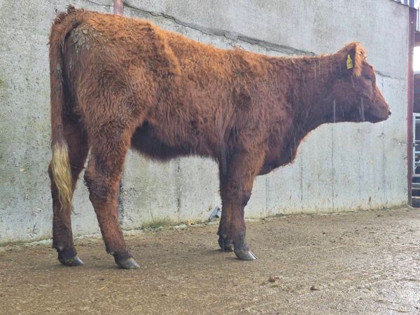 5 🌟 Saler Heifer - Main image