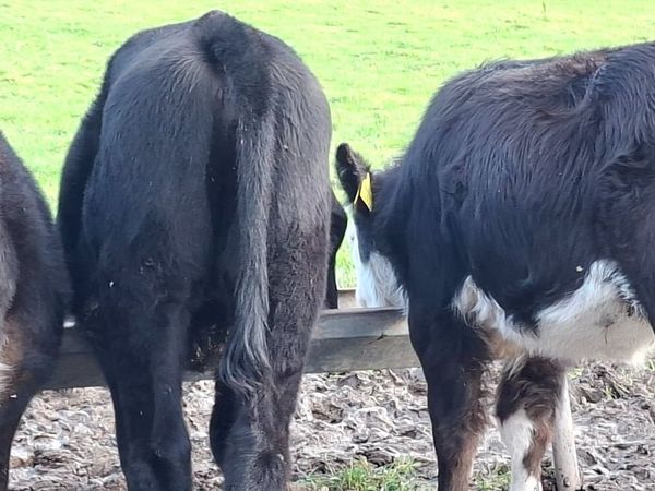 Angus and Hereford Heifers - Main image