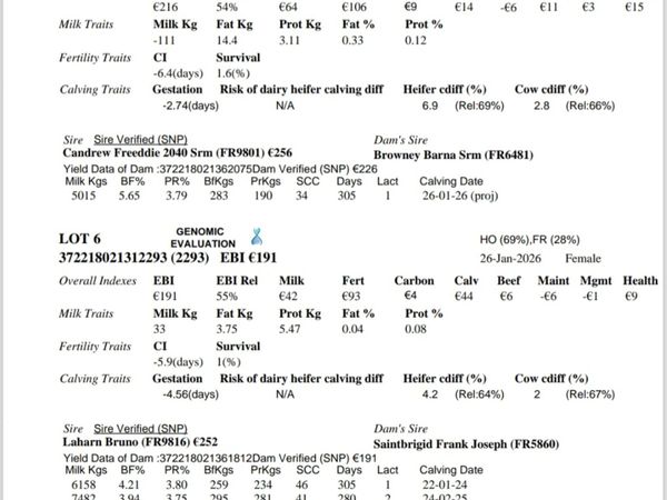 6 Top class weanling heifers - Main image