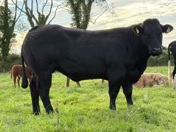 Super u grade black limousine incalf heifer - Main image