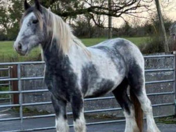 Cob Geldings - Main image