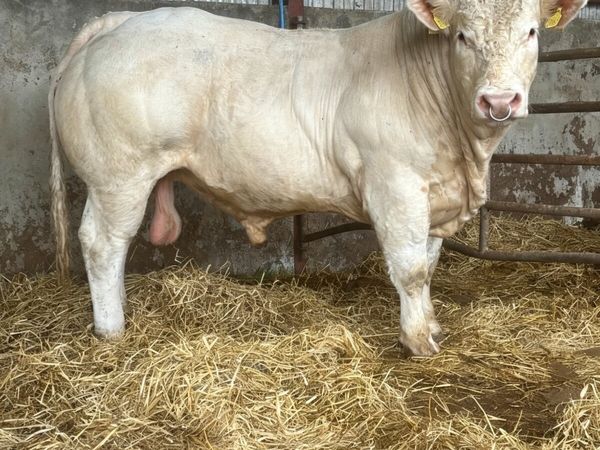 Livestock - Main image